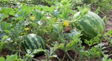 Jak správně štípnout melouny, schéma pro otevřenou půdu a skleníky, výsadba a péče